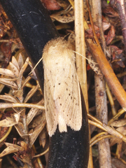 Bathytricha truncata