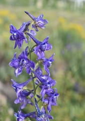 Delphinium barbeyi