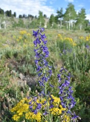 Delphinium barbeyi