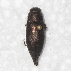 Dicerca obscura