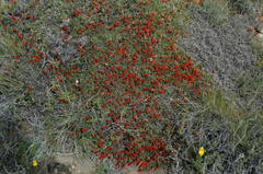 Anarthrophyllum desideratum