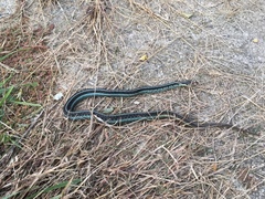 Common Garter Snake