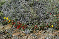 Calceolaria polyrhiza