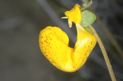 Calceolaria polyrhiza