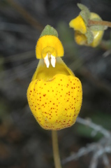 Calceolaria polyrhiza