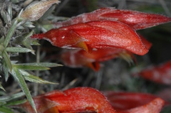 Anarthrophyllum desideratum
