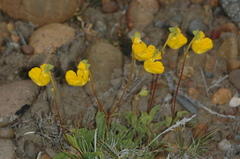 Calceolaria polyrhiza