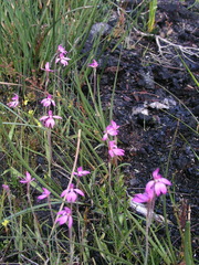 Caladenia nana unita