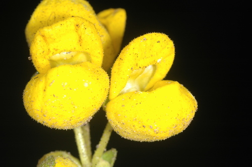 Calceolaria volckmannii (Calceolaria volckmannii)