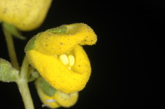 Calceolaria volckmannii