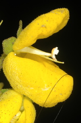 Calceolaria volckmannii