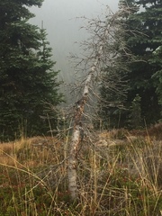 Cronartium ribicola