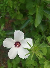 Hibiscus biseptus