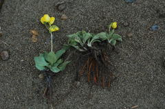 Calceolaria volckmannii