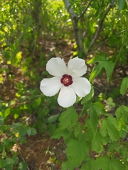 Hibiscus biseptus