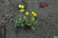 Calceolaria volckmannii