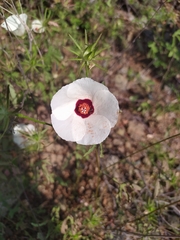 Hibiscus biseptus