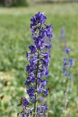 Delphinium barbeyi