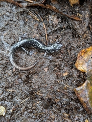 Plethodon kentucki