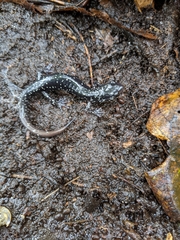Plethodon kentucki