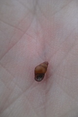 Potamopyrgus estuarinus