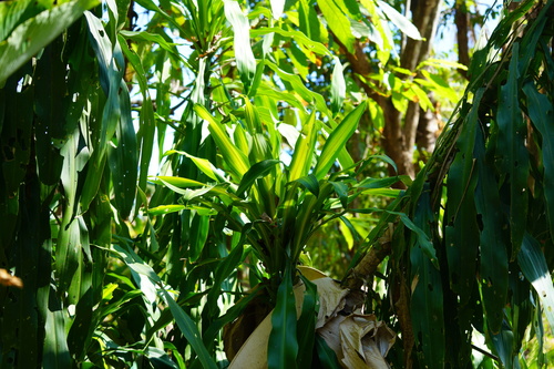 Dracaena fragrans - Whole tree
