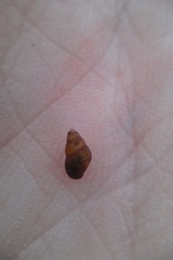 Potamopyrgus estuarinus