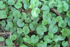 Dichondra microcalyx