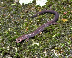 Plethodon hubrichti