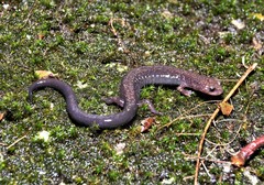 Plethodon hubrichti