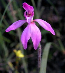 Caladenia nana unita