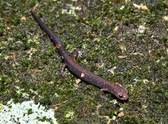 Plethodon hubrichti