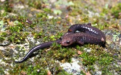 Plethodon hubrichti