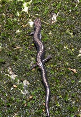 Plethodon hubrichti