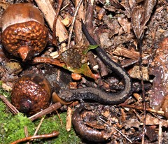 Plethodon hubrichti