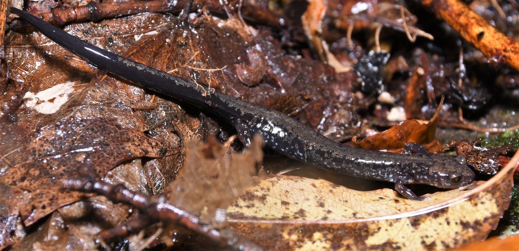 Peaks of Otter Salamander in October 2020 by Joe Girgente · iNaturalist