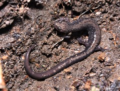 Plethodon hubrichti