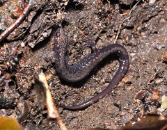 Plethodon hubrichti