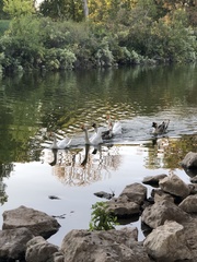 Anser cygnoides domesticus