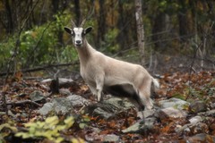 Domestic Goat photo 5