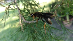 Sphex flavovestitus