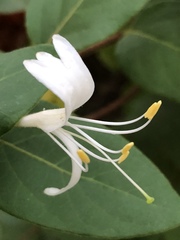 Lonicera japonica