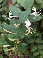 Lonicera japonica