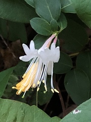 Lonicera japonica