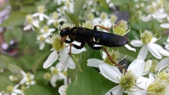 Sphex flavovestitus