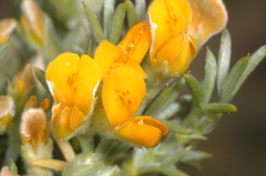 Anarthrophyllum rigidum