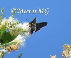 Mysoria affinis
