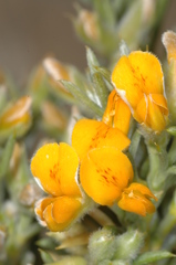 Anarthrophyllum rigidum