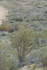 Anarthrophyllum rigidum