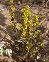 Orthocarpus luteus